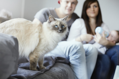 Katze und Familie füttern Baby auf der Couch mit der Flasche, lizenzfreies Stockfoto