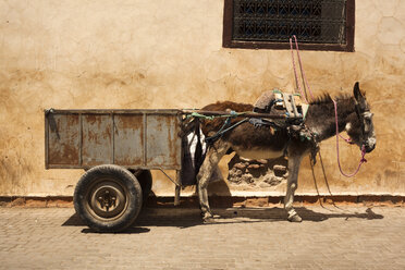 Marokko, Marrakesch, Esel mit Anhänger - FCF000657
