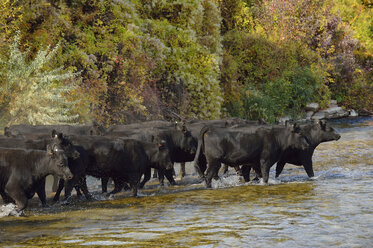 USA, Wyoming, Cattles überqueren Fluss - RUEF001597