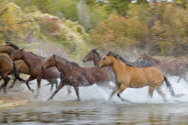 USA, Wyoming, Pferde laufen durch Wasser Unscharfe Bewegung - RUEF001605