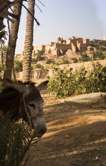 Marokko, Guelmim, Oase Ait Bekkou mit Kasbah - FCF000684