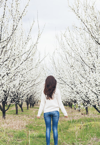 Rückenansicht einer Frau, die vor einem Obstgarten mit weiß blühenden Bäumen steht, lizenzfreies Stockfoto