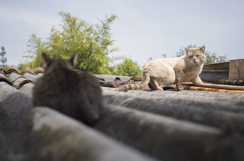 Zwei Katzen auf einem Dach - RAEF000185