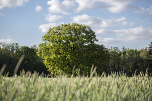 Deutschland, Brandenburg, alte Eiche im Frühling - ASCF000164