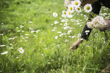 Frau pflückt Blumen auf einer Wiese - RIBF000067