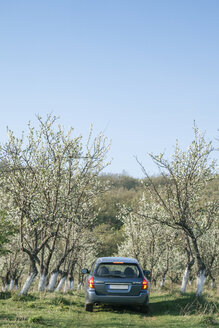 Car driving between blossomong fruit trees on a meadow - BZF000143