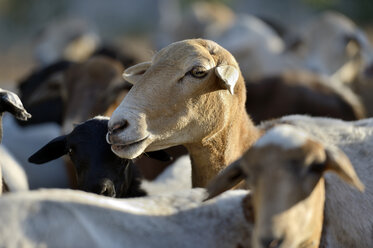 Brazil, Goats, Capra aegagrus hircus - FLKF000605