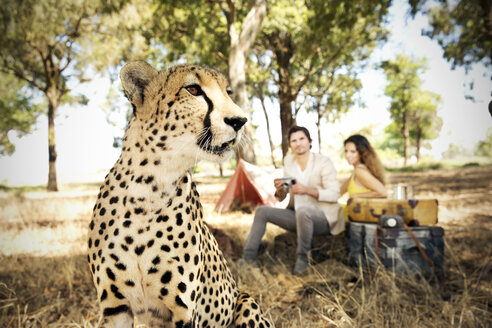 Südafrika, Gepard auf Wiese mit Mann und Frau im Hintergrund - TOYF000661