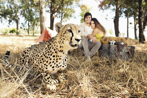 Südafrika, Gepard auf Wiese mit Mann und Frau im Hintergrund, lizenzfreies Stockfoto