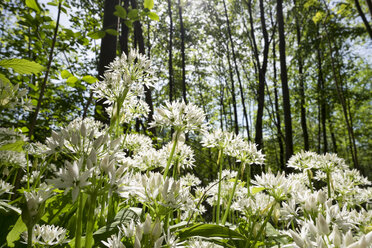 Deutschland, Bayern, Blühender Bärlauch im Wald - SIEF006578