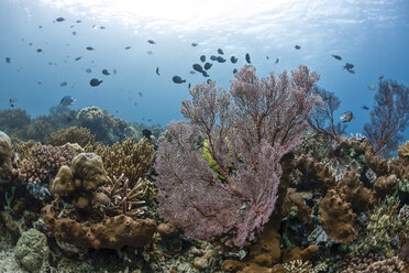 Indonesia, Bali, damselfishes and Scissortail sergeants, coral reef - ZC000232