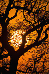 Baum im Gegenlicht der Abendsonne - UM000782