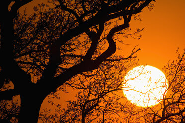Tree against the evening sun - UM000777