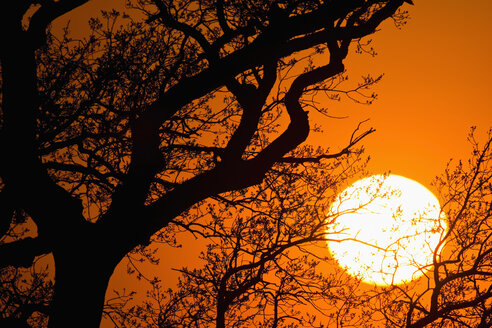 Baum im Gegenlicht der Abendsonne - UM000777