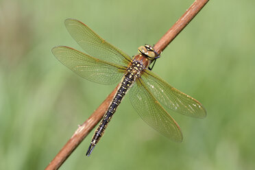 Haarige Libelle, Brachytron pratense - MJOF000990