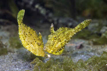 Indonesien, Bali, Secret Bay, zwei Borstenschwanzfeilenfische - ZC000236