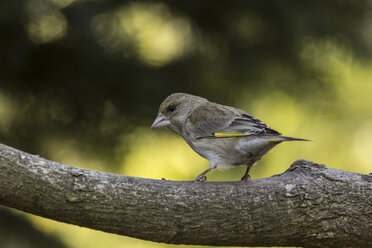 Female greenfinch on a branch - MELF000057