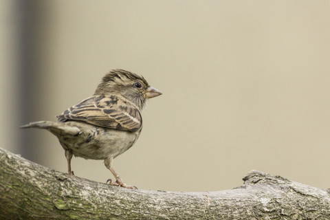 Young sparrow on a branch stock photo
