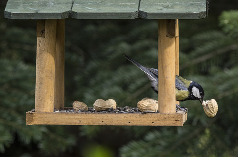 Kohlmeise frisst ein Stück Erdnuss in einem Vogelhaus, lizenzfreies Stockfoto