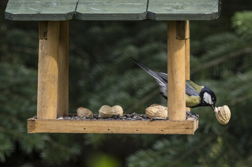 Kohlmeise frisst ein Stück Erdnuss in einem Vogelhaus - MELF000059