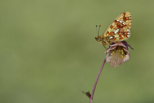 Perlmutterfalter, Boloria euphrosyne - MJOF000995