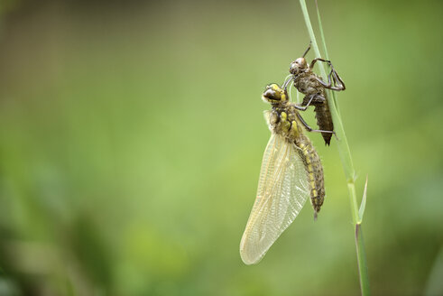 Four-spotted chaser hatching from nymph - MJOF000997