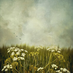 Yarrow on a meadow in front of cloudy ska - DWI000504