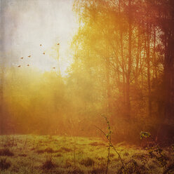 Forest and meadow at backlight - DWI000505