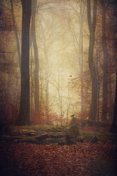 Autumn forest in the fog - DWI000512