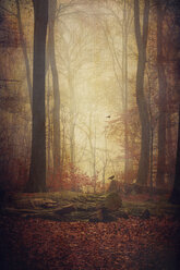Herbstwald im Nebel - DWI000512