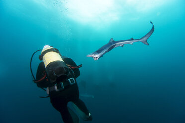 South Africa, diver and blue shark - GNF001326