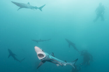 South Africa, Blue sharks, Prionace glauca, and divers - GNF001327