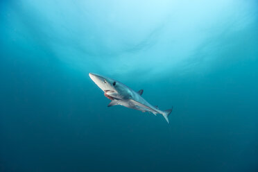 Südafrika, Blauhai, Prionace glauca - GNF001328