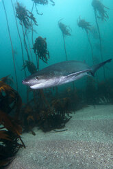Südafrika, Ozean, Breitnasen-Siebenkiemer-Hai, Notorynchus cepedianus - GNF001330