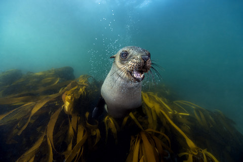 Südafrika, Ozean, Südafrikanische Pelzrobbe, Arctocephalus pusillus, lizenzfreies Stockfoto