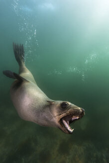 Südafrika, Ozean, Südafrikanische Pelzrobbe, Arctocephalus pusillus - GNF001332