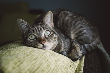 Tabby cat liying on the top of a couch at home - RAEF000189