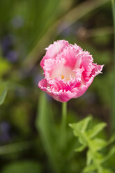 Rosa Tulpe mit Fransen - MYF000995