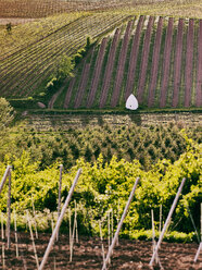 Deutschland, Hessen, Rheinhessen, Flonheim, Blick auf Trullo-Haus im Weinberg - BSCF000455