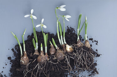 Schneeglöckchen, Zwiebeln und Blumenerde - ASF005614