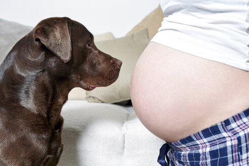 Bauch einer schwangeren Frau und Labrador Retriever - SEGF000368