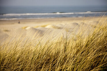 Deutschland, Niedersachsen, Ostfriesische Insel, Spiekeroog, Düne mit Strandhafer am Strand - PCF000160