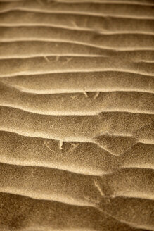 Germany, Spiekeroog, bird tracks in the sand - PCF000162