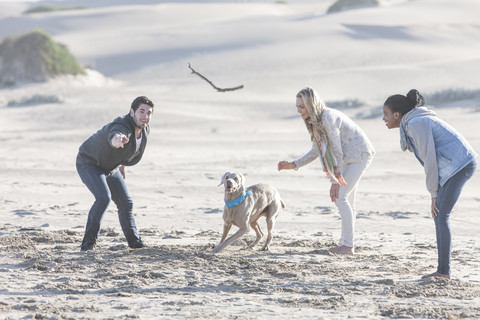 Südafrika, Kapstadt, drei Freunde spielen am Strand mit Hund, lizenzfreies Stockfoto