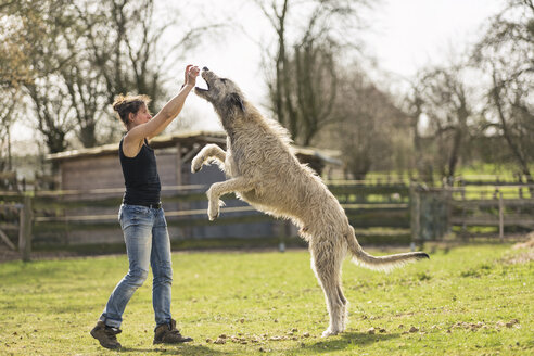 Frau trainiert Irish Wolfhound auf einer Wiese - TAMF000169