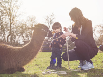 Mother and her little son with a llama on a paddock - TAMF000182