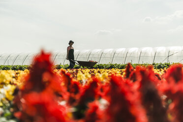 Woman pushing wheelbarrow at a nursery - UUF004335