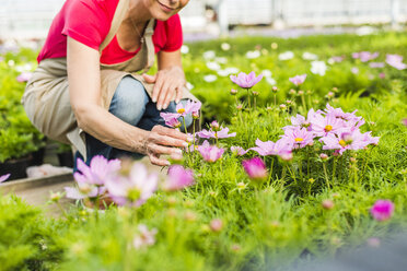 Frau in Gärtnerei, die eine Blume untersucht - UUF004365