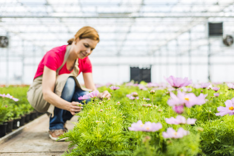 Frau in Gärtnerei, die Blumen untersucht, lizenzfreies Stockfoto