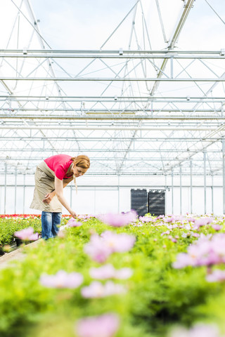 Frau in Gärtnerei, die Blumen untersucht, lizenzfreies Stockfoto